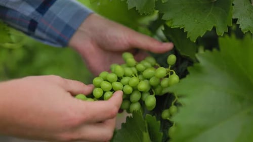 Gros plan sur les mains d'un vigneron vérifiant et examinant le processus de culture de jeunes raisins par des hommes