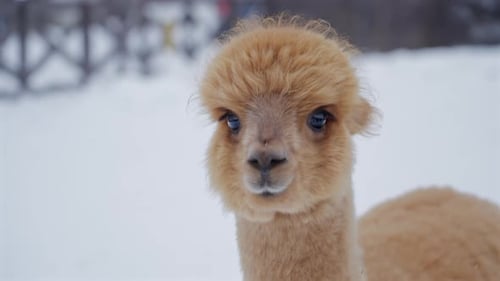Baby Alpaca Portrait In Snow At Animal Park