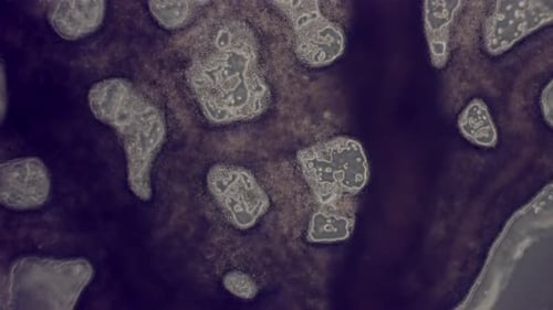 Network of slime mold (Physarum polycephalum) showing cytoplasmic streaming.