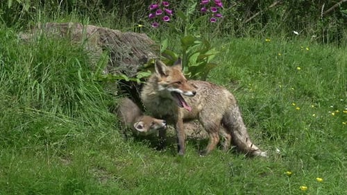 Red Fox, vulpes vulpes, Female and Cub standing at the Den Entrance, Normandy in France, Real Time