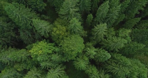 aerial photo of spruce tree forest in late summer