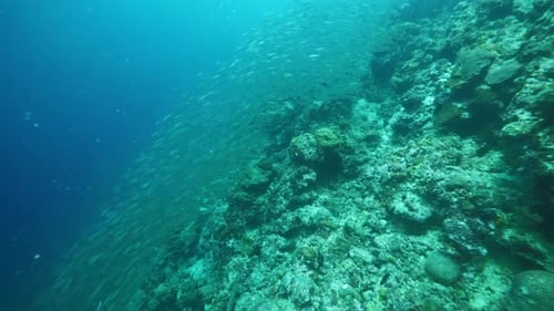 Sparkling Sardines School Swims in Coral Reef Underwater