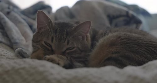 Brown Tabby Cat Napping Peacefully on Blanket