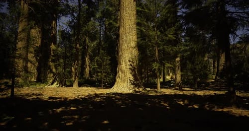 Sunlight Filters Through a Dense Forest Showcasing Towering Trees and Shadows