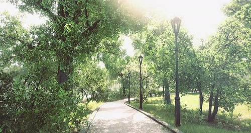 Pathway Through a Sunny Park Surrounded By Lush Greenery and Light