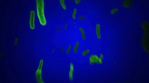 Microbiome, gut bacteria