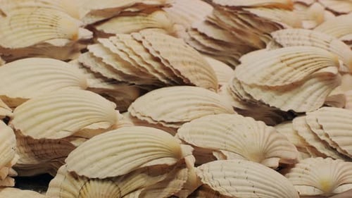 A Beautiful Assortment of Natural Sea Shells with Diverse Textures and Warm Shades
