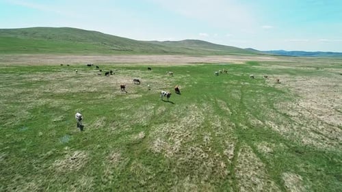 Aerial View of Cows Herding and Slowly Walking on Green Meadow Beautiful Sunny Day Camera Moves