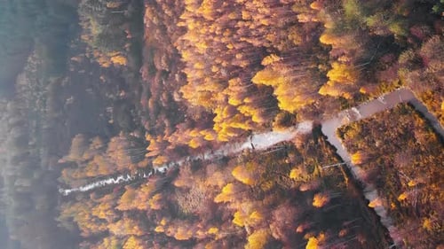 Autumn colors. Forest in fall season
