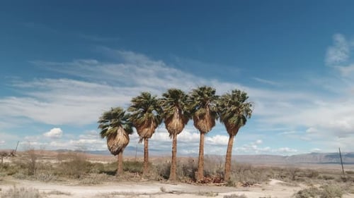 Slim Creek Oasis Trees in Nevada Desert Along 167 Lake Mead Highway near The Valley Of Fire in the U