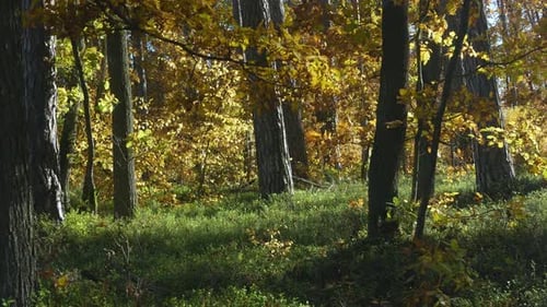 Sunny day in forest with colorful, autumn leaves