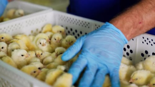 Fluffy Yellow Chicks in a Container at the Farm
