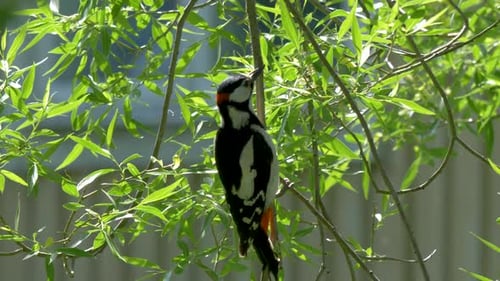 Great spotted woodpecker perched on lush branch tree pecking the bark