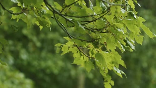 Strong Storm Wind with a Downpour Bends Tree Branches in the Park