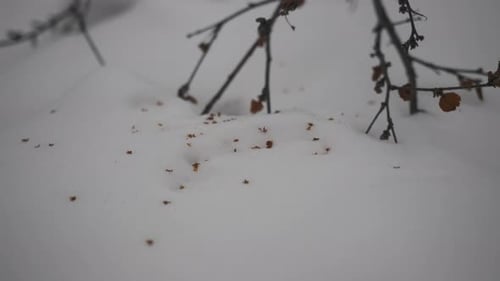 Beobachten Sie, wie kleine Samen im Winter an einem Waldstandort von Ästen auf den Schnee fallen