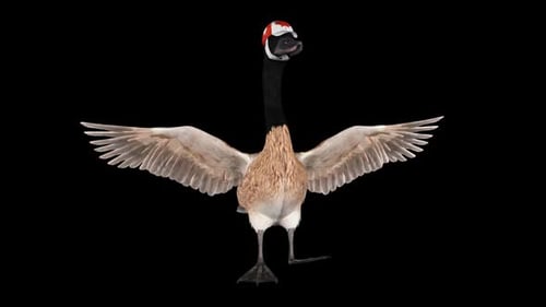 Canada Goose in National Cap - Standing Flapping Wings Loop - Front Close Up View - Alpha Channel