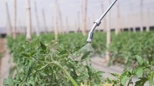 Spraying Tomato Plants in Greenhouse