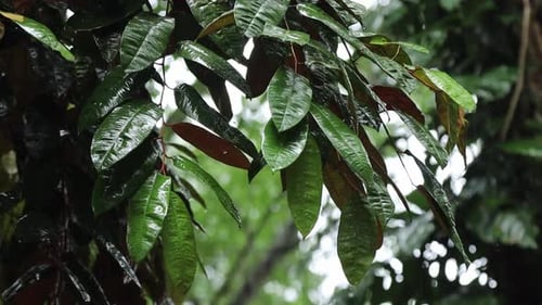 Green leaves wet by splashing rainwater