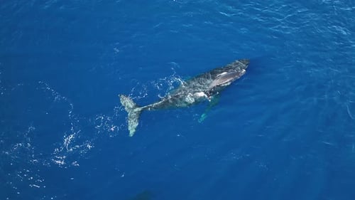 Humpback Whale Mother and Calf Swimming in Blue Ocean