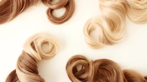 Blond Brown Shiny Wavy Hair on White Background Shiny Woman Hair Strand Curl Hair Care and Beauty