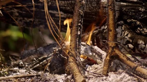 Camp fire flaming with tree log and branches, white ash smoke
