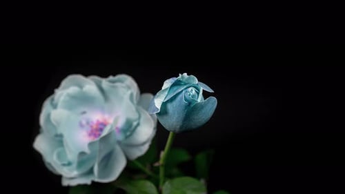 Rose Time Lapse 4K