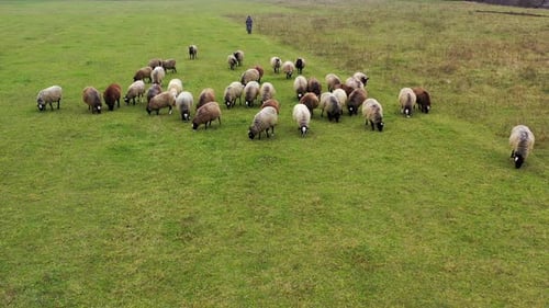 Flock of sheep walking on pasture. Beautiful brown and white sheep grazing on field.