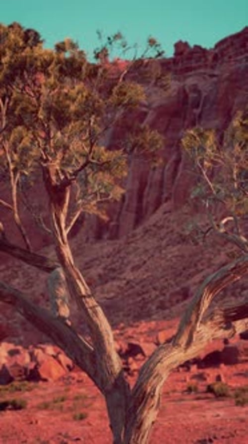 Lone Tree Standing in Nevada Desert