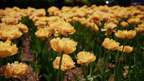 Goldene Tulpen erstrecken sich lebendig und frisch über das Feld