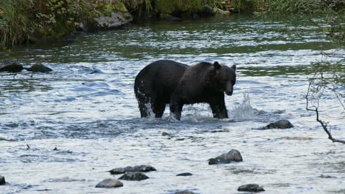 Slo mo brown bear hunts for spawning salmon in shallow stream at dusk
