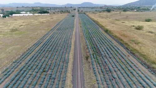 Las vías del ferrocarril atraviesan los campos de agave en Tequila, Jalisco.
México