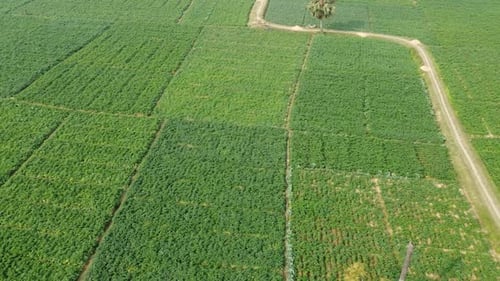 Vast Green Agricultural Fields and Pathways Viewed From High Above