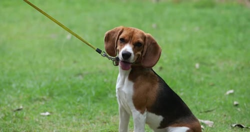 Cute Beagle Puppy on a Rainbow Leash Sits on a Green Grass Lawn in a Park