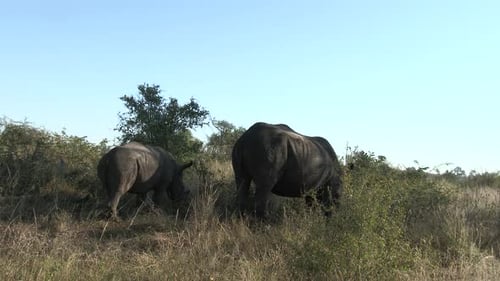White Rhinoceros (Ceratotherium simum) female with her calf grazing