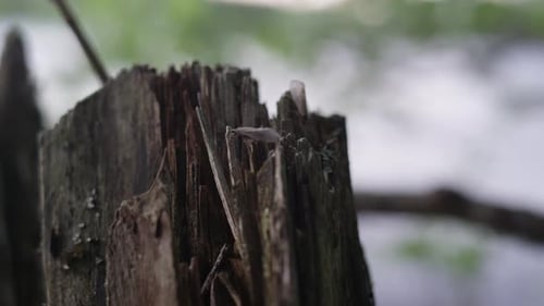 A freshly emerged caddis climbing a tree