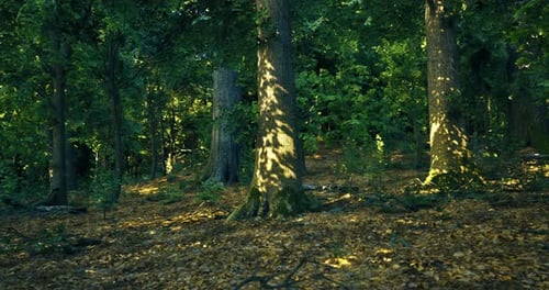 Sunlight Filtering Through Trees in a Lush Green Forest Setting
