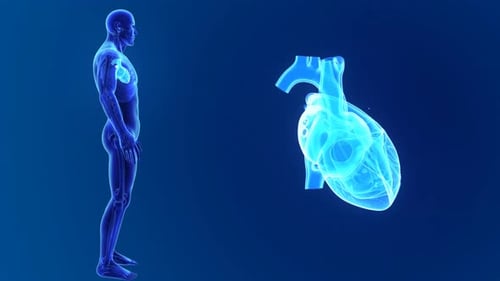 Detaillierte Anatomie des menschlichen Herzens mit leuchtend blauer Silhouette