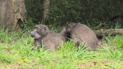 Baboons