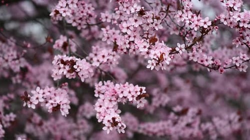 A tree bloomed with pink flowers background in spring
