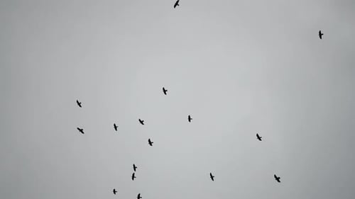 Crows in Cloudy Sky