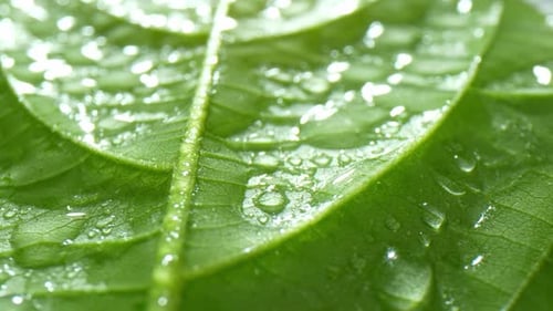 A close-up view of a green leaf covered in numerous water droplets.