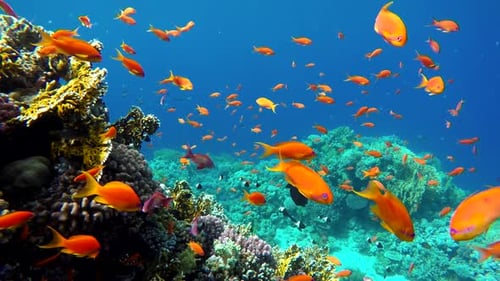 Schwärme leuchtender Orangenfische schwärmen über dem farbenfrohen Korallenriff in tiefblauem Wasser
