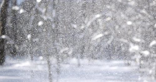 Snowfall Through the Winter Forest Trees