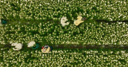 Floristen in einem Gewächshaus bereiten Blumen für eine Zimmerpflanze vor. Übernimm die Köpfe.