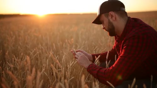 Agronomist Man Holding Ears of Wheat Near His Face and Nose in Golden Wheat Field Happy Farmer