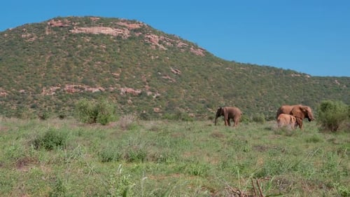 drei Elefanten stehen in der afrikanischen Savanne in Kenia im Vordergrund eines Berges