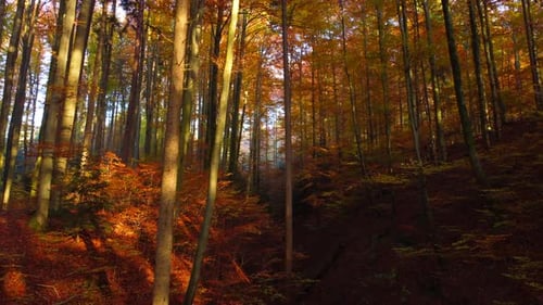 Cinematic Light Shining Into Autumn Forest Landscape