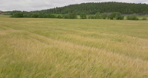 Ripening Crops In Vast Wheat Field. Wheat Production Industry. aerial drone