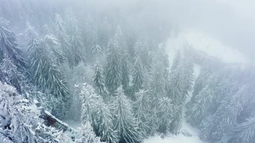 Aerial View of Snow-Covered Forest and Chalet