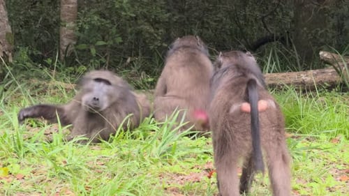 Baboons Relaxing in the Grass